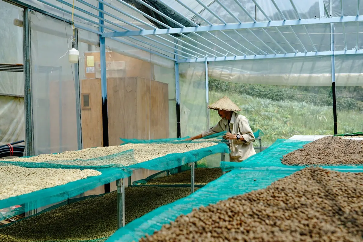 Cà phê nhân phơi trên sân ở Lâm Đồng
