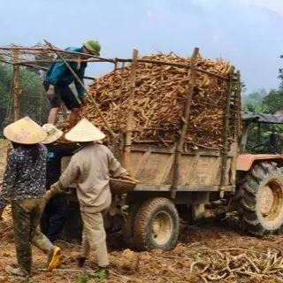 Nông dân đội nón lá chất củ sắn thu hoạch lên xe công nông