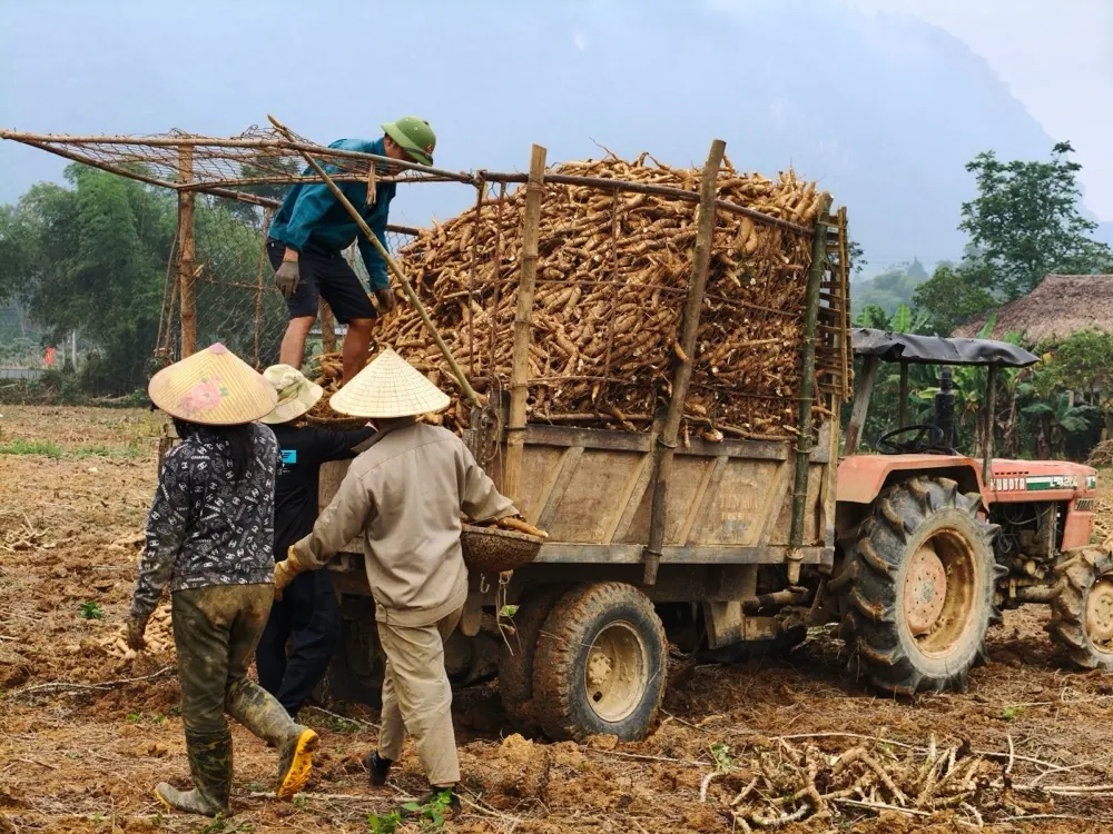 Nông dân đội nón lá chất củ sắn thu hoạch lên xe công nông