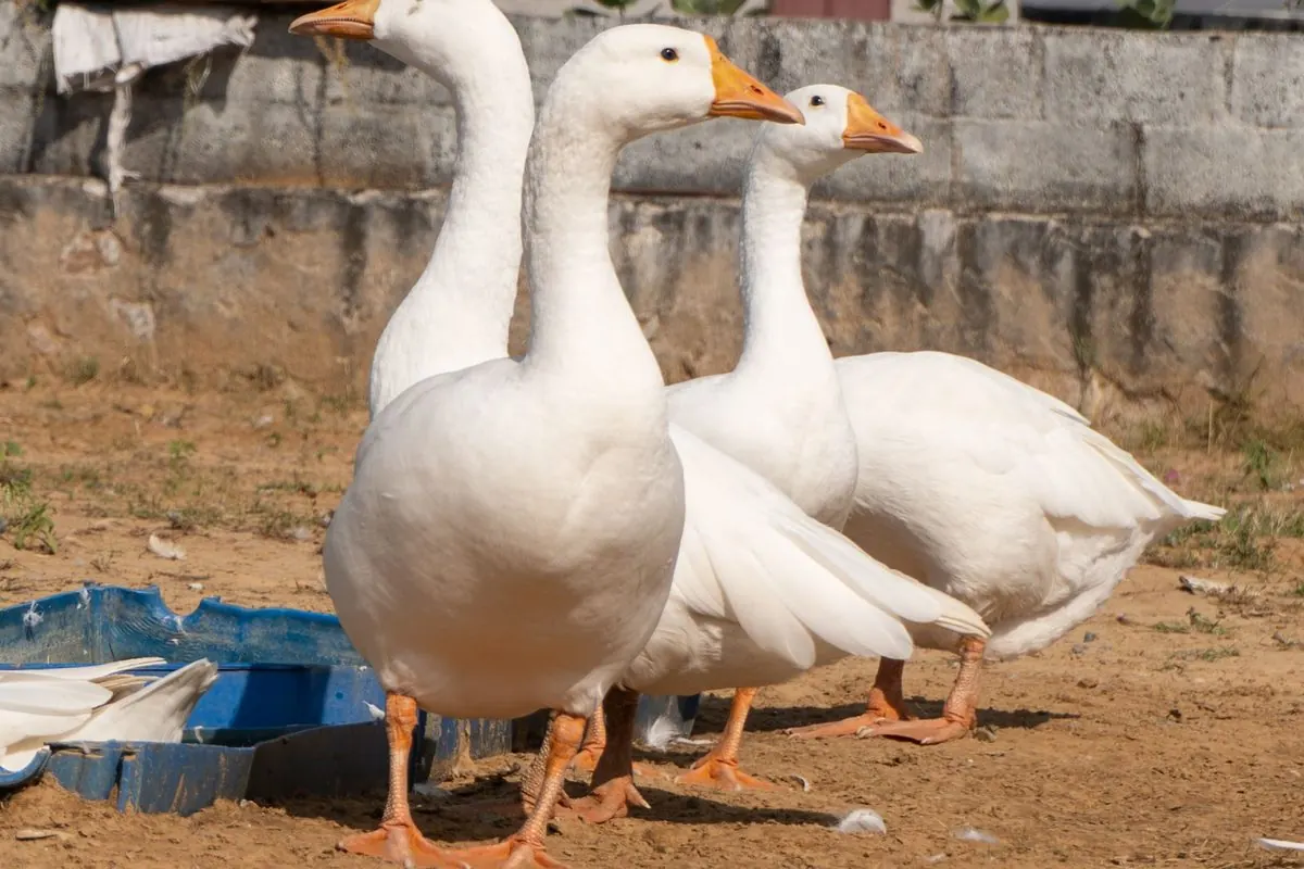 Nhóm ngỗng trắng đứng ngoài sân