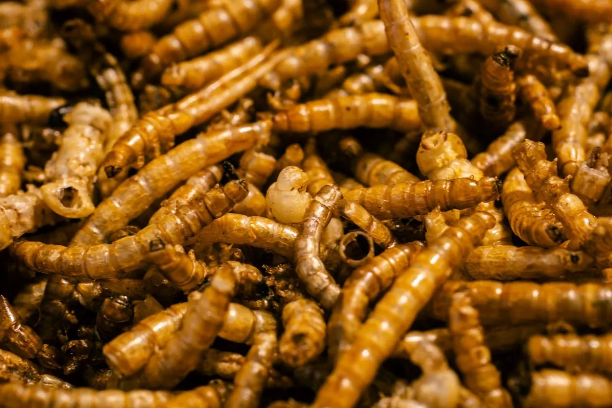 Đống ấu trùng bọ cánh cứng mealworm
