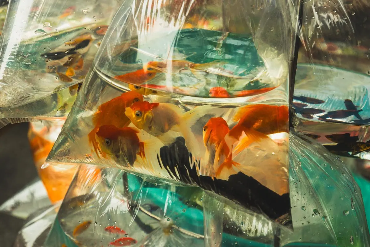 Ornamental goldfish swimming in water-filled plastic bags hung for sale at a market