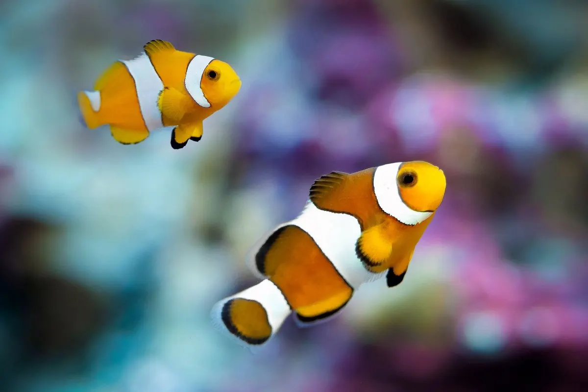 Two clownfish swimming in a saltwater aquarium