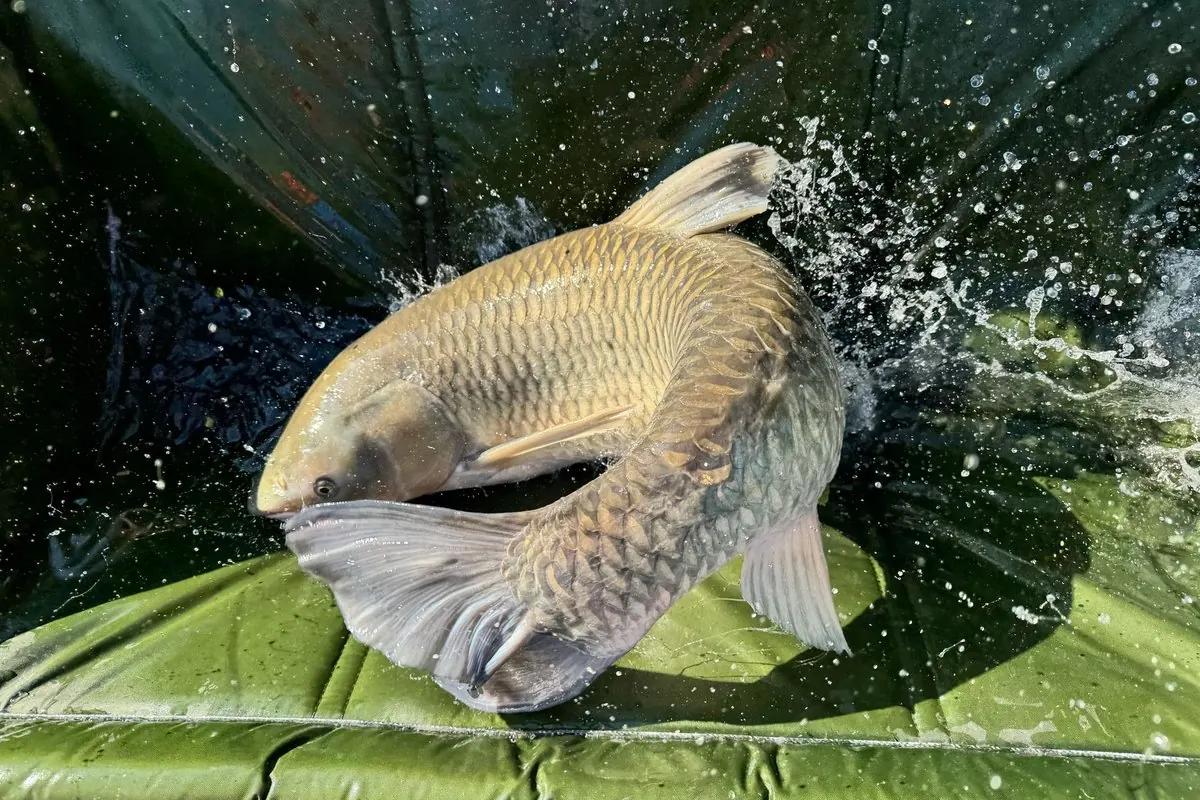 A live carp thrashing and splashing water on a green mat