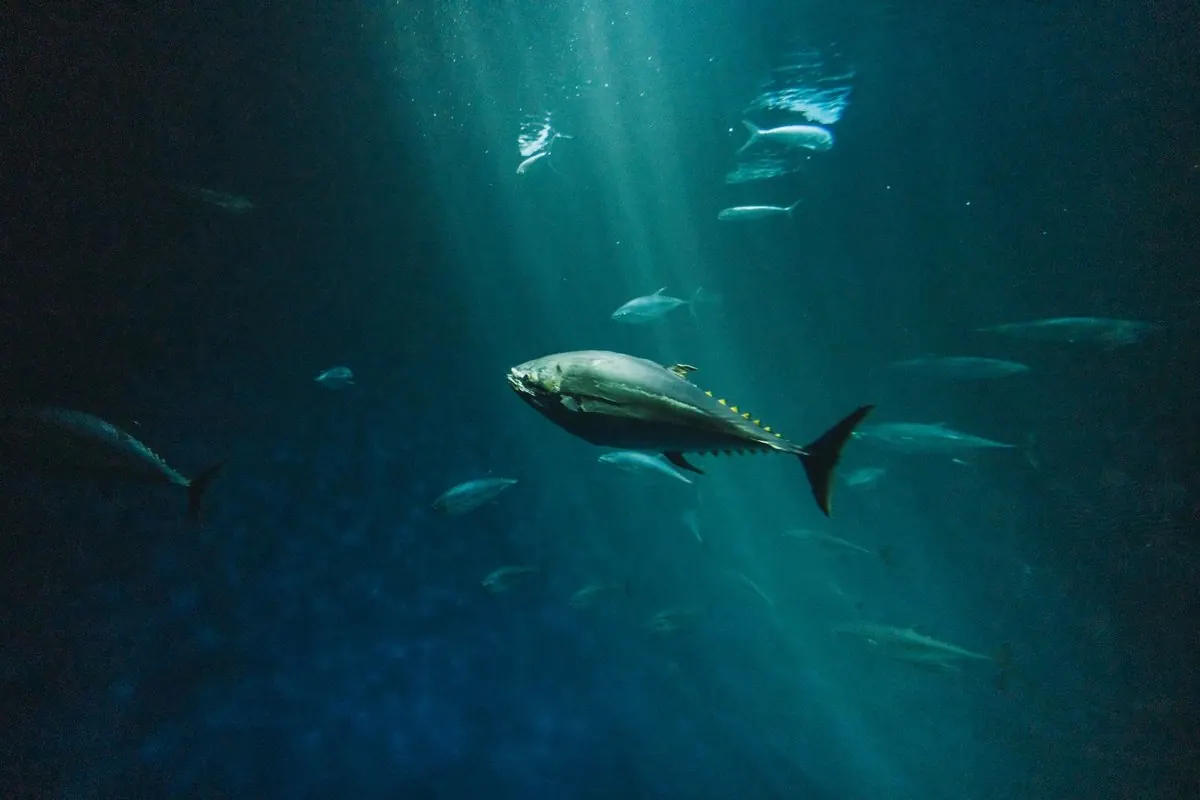 A bluefin tuna swimming in deep blue sea water
