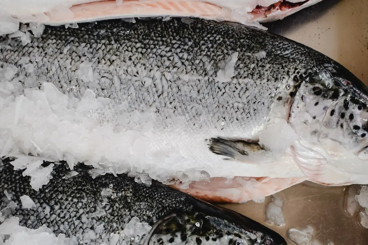 Whole fresh salmon laid on ice at a fish market