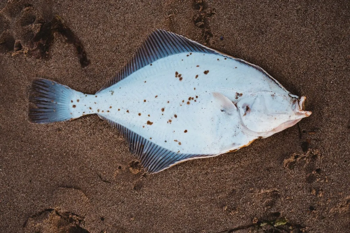 A whole fresh flatfish lying on sand