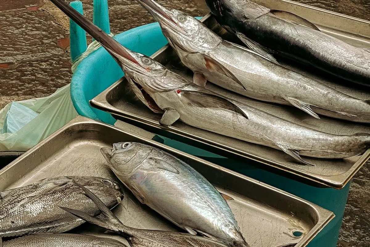 Whole swordfish with long bills laid on steel trays