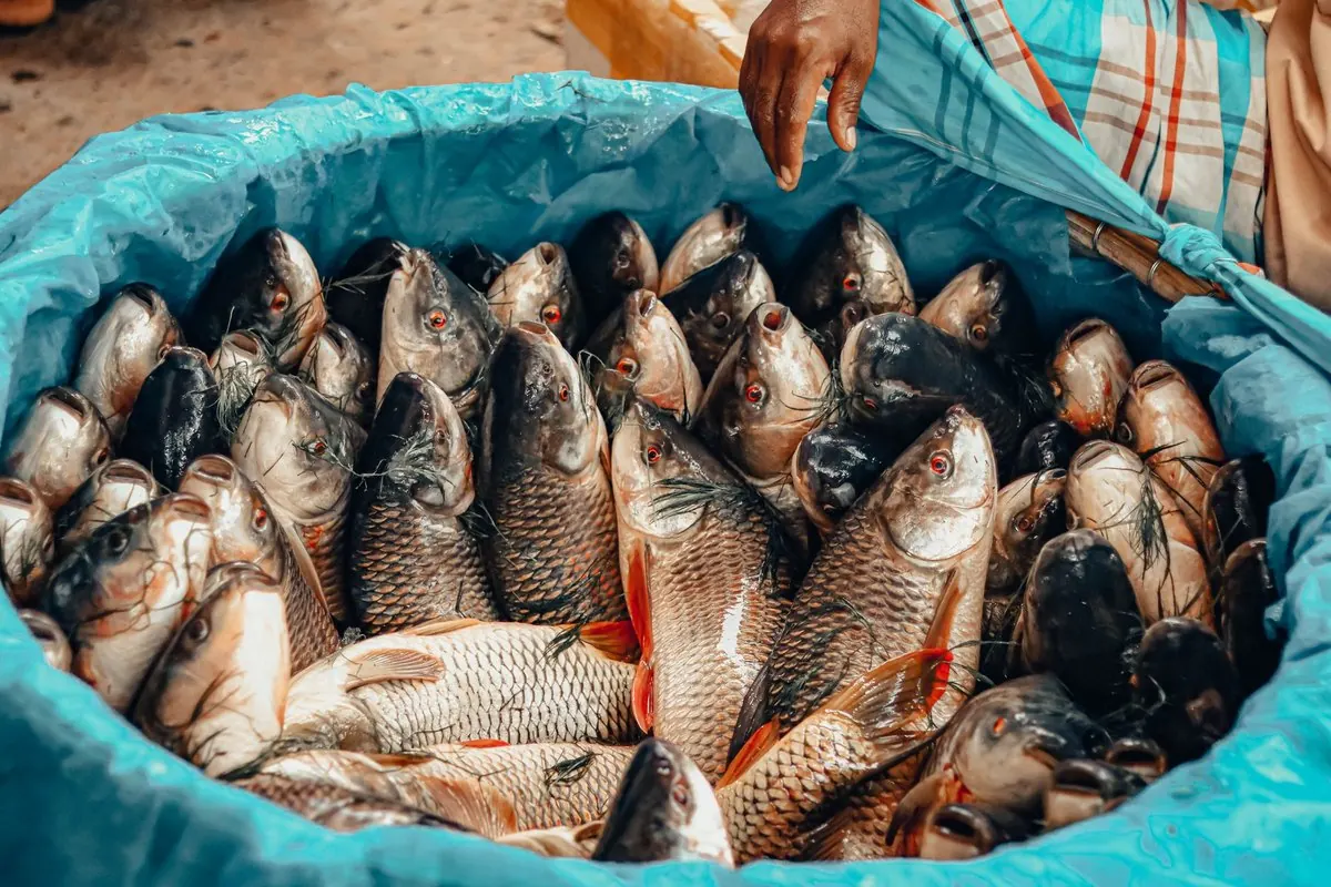 A large tub full of fresh carp at a fish market