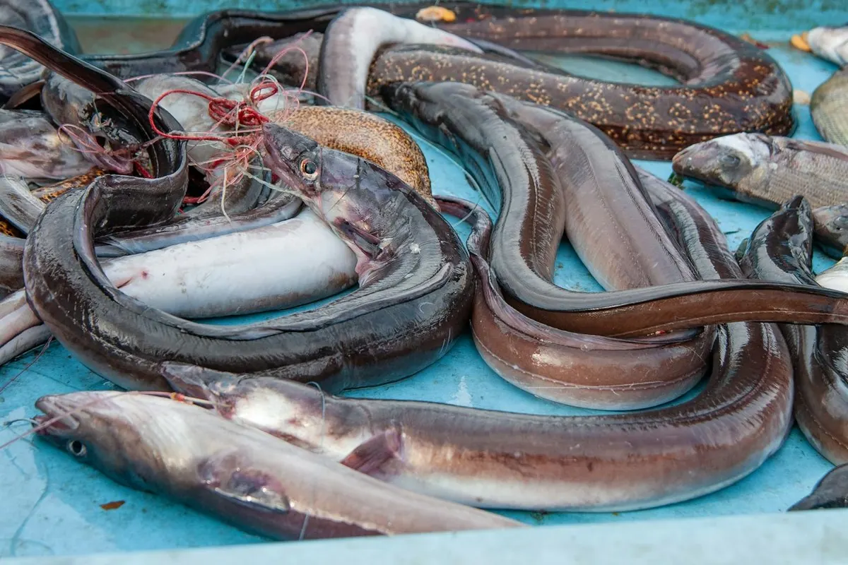 Whole fresh eels displayed on a tray at a fish market