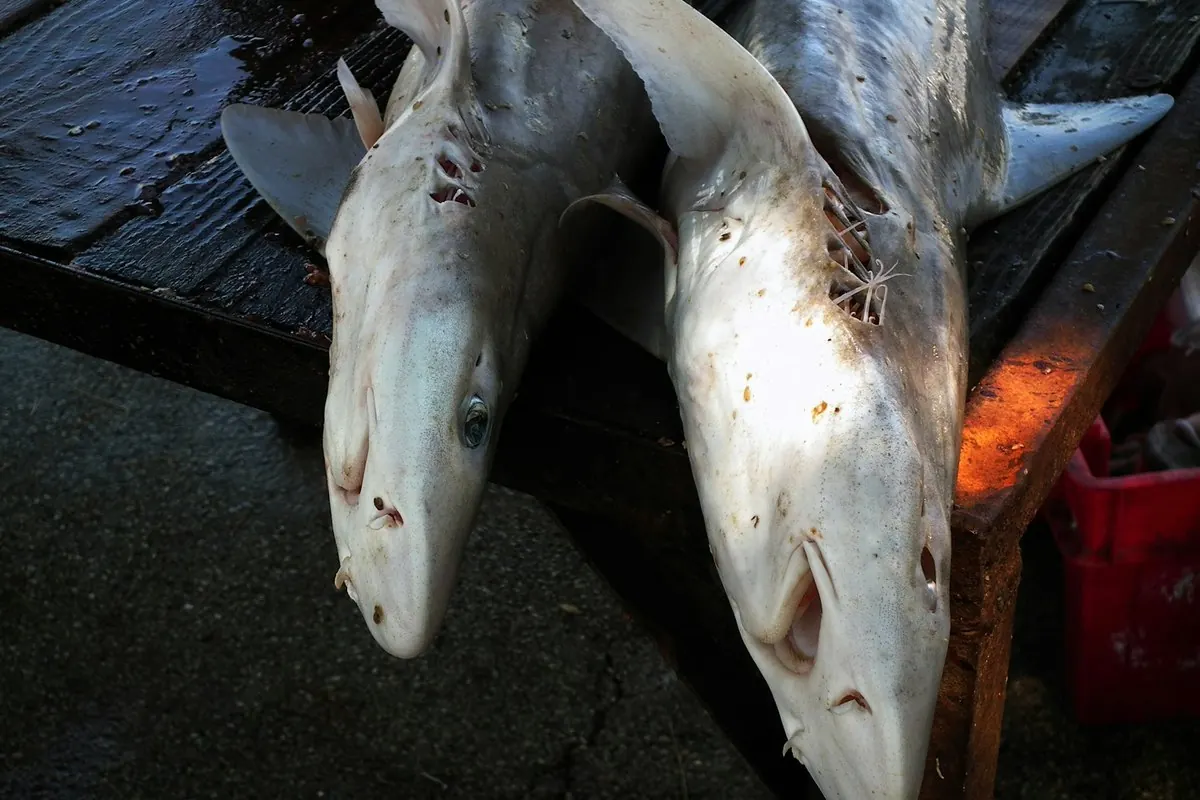 Two whole fresh small sharks on a table