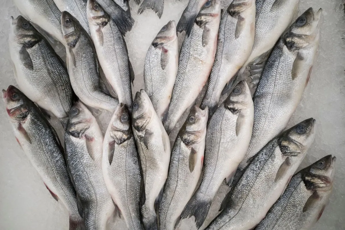 Whole fresh sea bass laid on ice