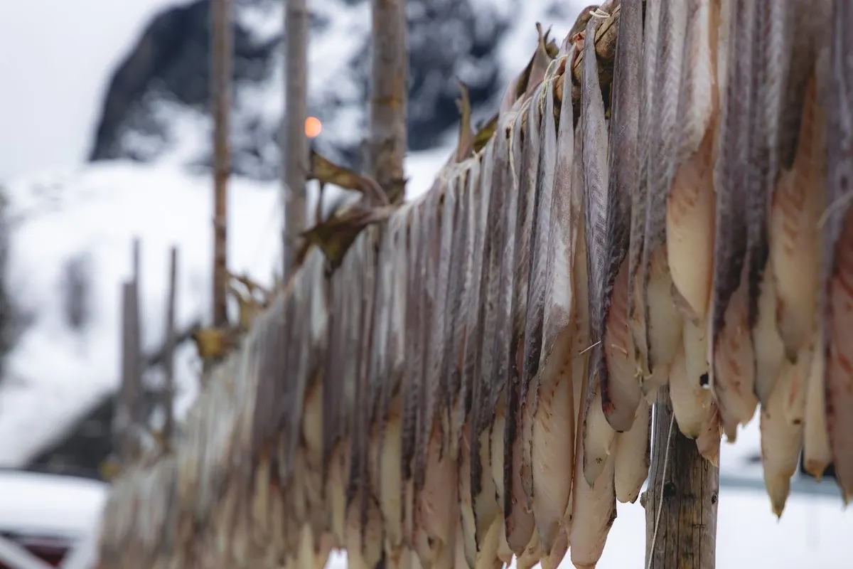 Cod hanging to dry on wooden racks in a snowy village