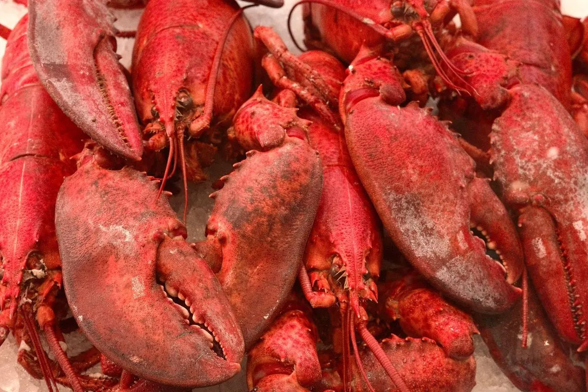 Red lobsters laid on ice at a seafood market