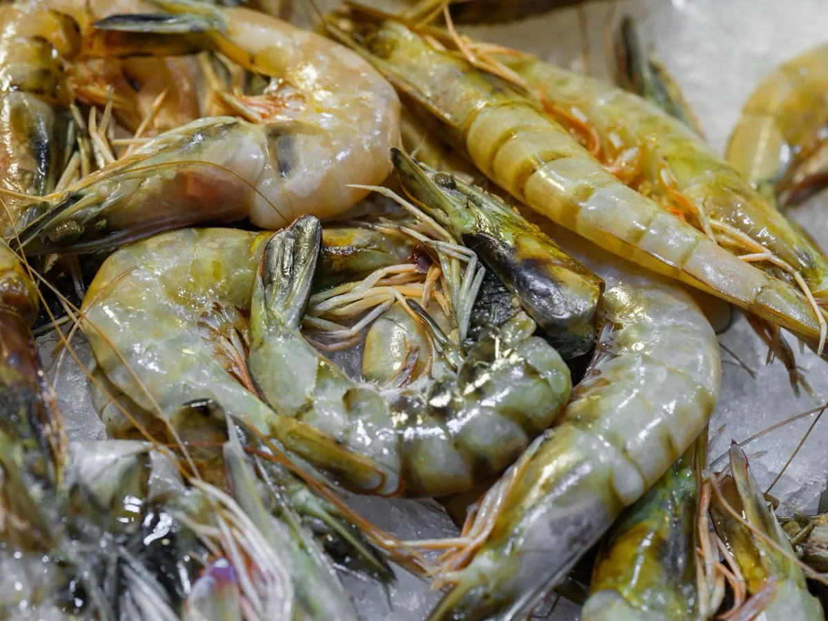 Tôm tươi ướp đá