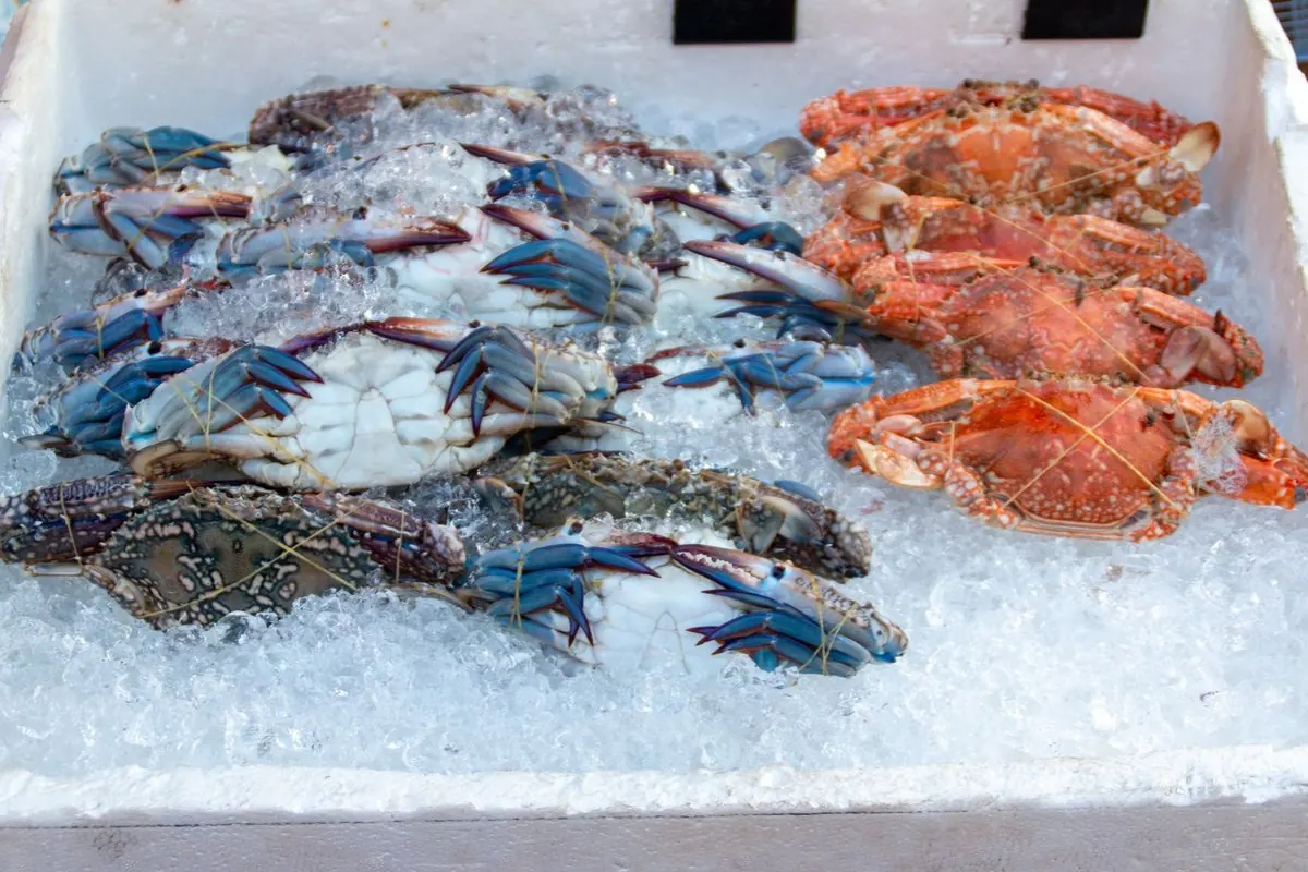 Crabs laid on ice in a foam box