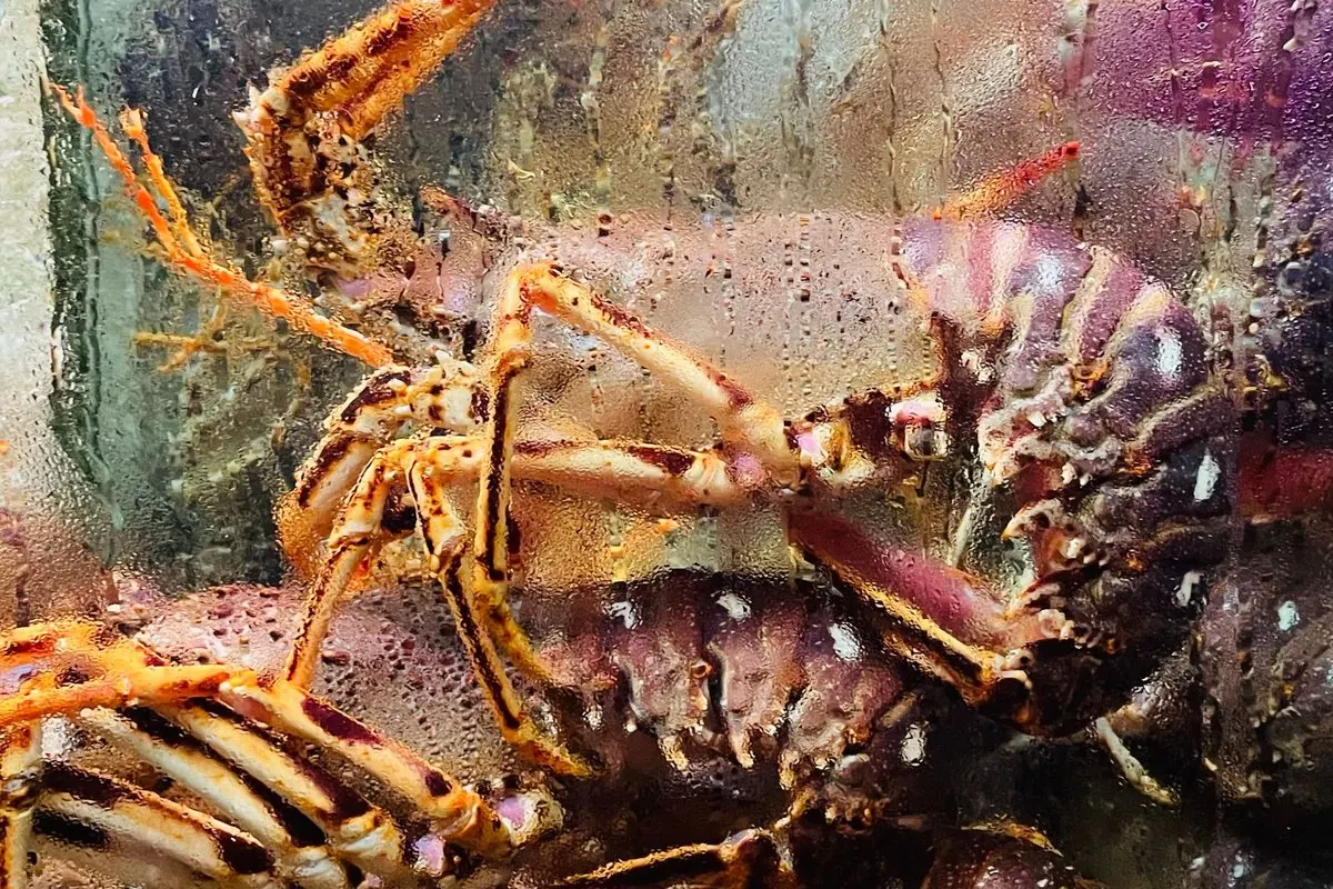 Live spiny lobsters in a glass tank at a seafood restaurant