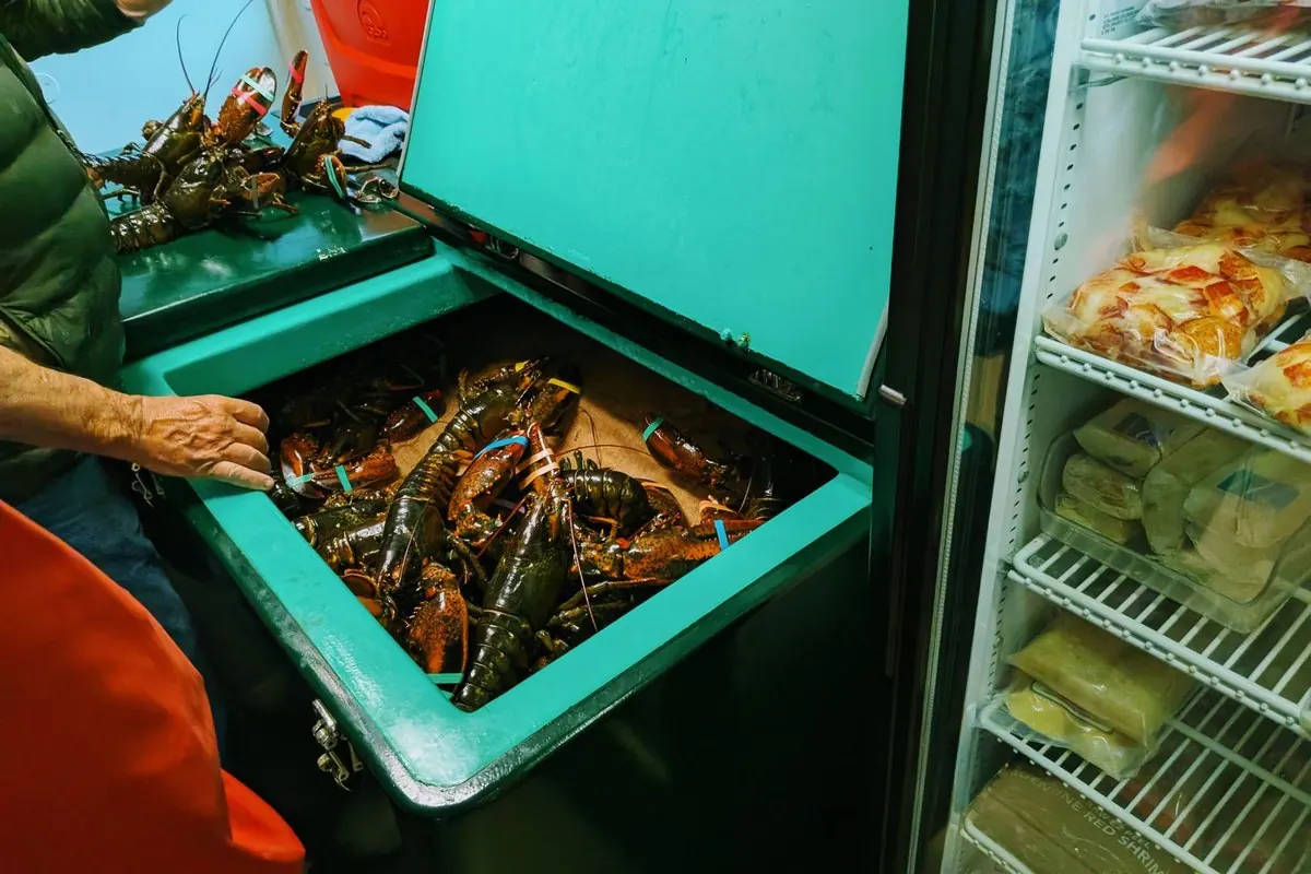 Live lobsters held in a cooler bin at a seafood market
