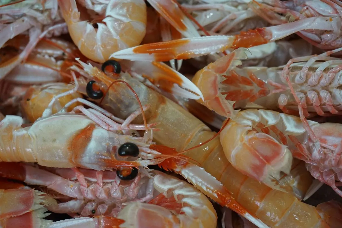 Fresh langoustines piled at a seafood market