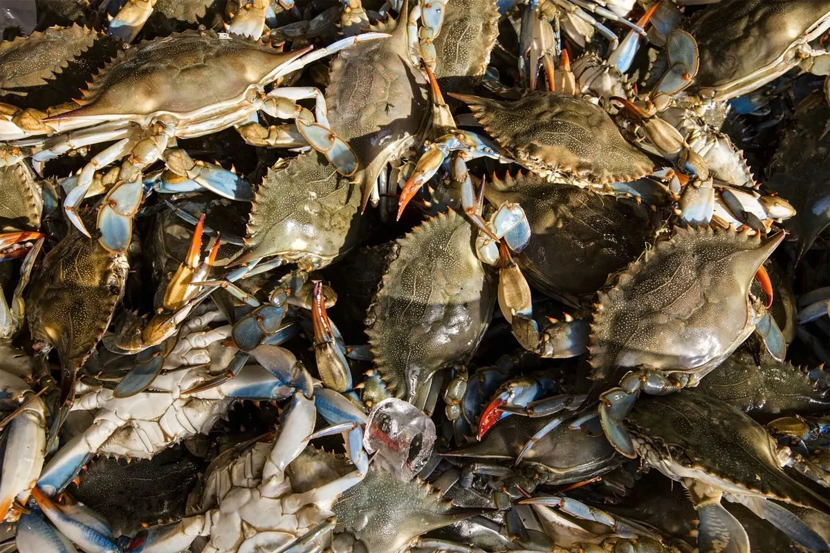 Live blue crabs piled together at a seafood market