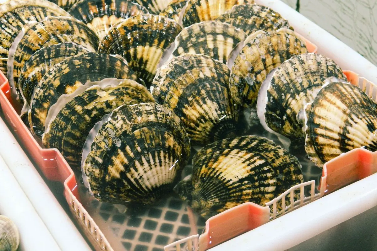 Live scallops in the shell arranged in a market tray