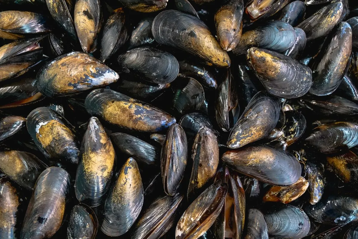 A pile of fresh glossy black mussels seen from above