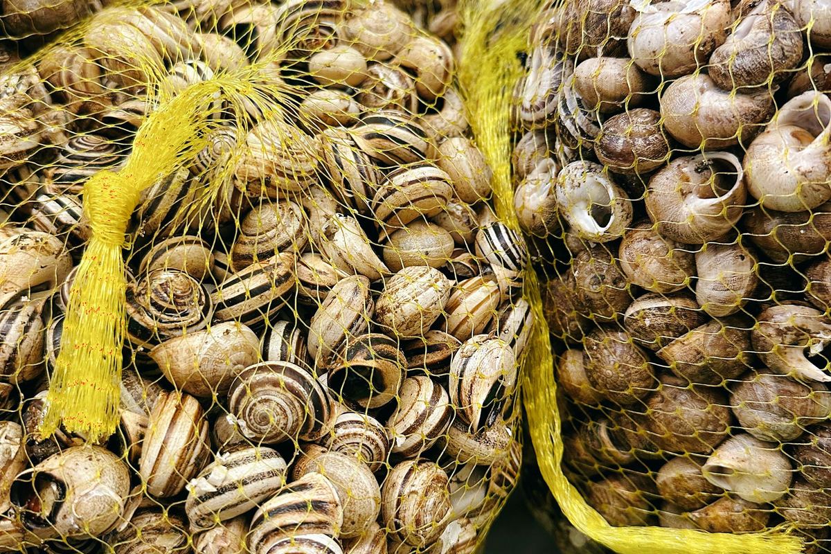 Edible snails in mesh bags for sale at a market