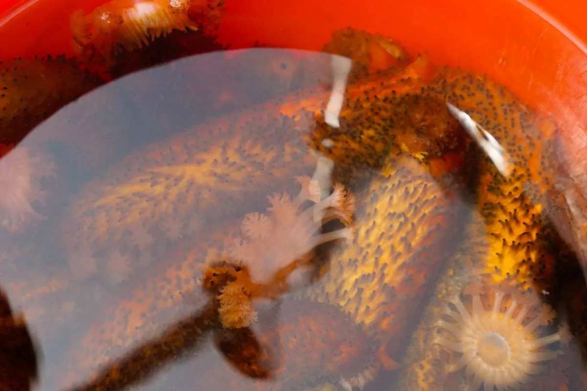 Live sea cucumbers submerged in an orange bucket of water