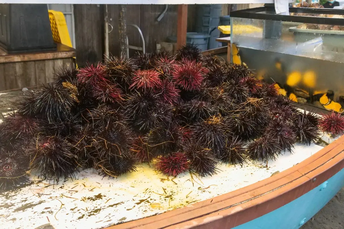 Fresh purple-spined sea urchins piled at a seafood market