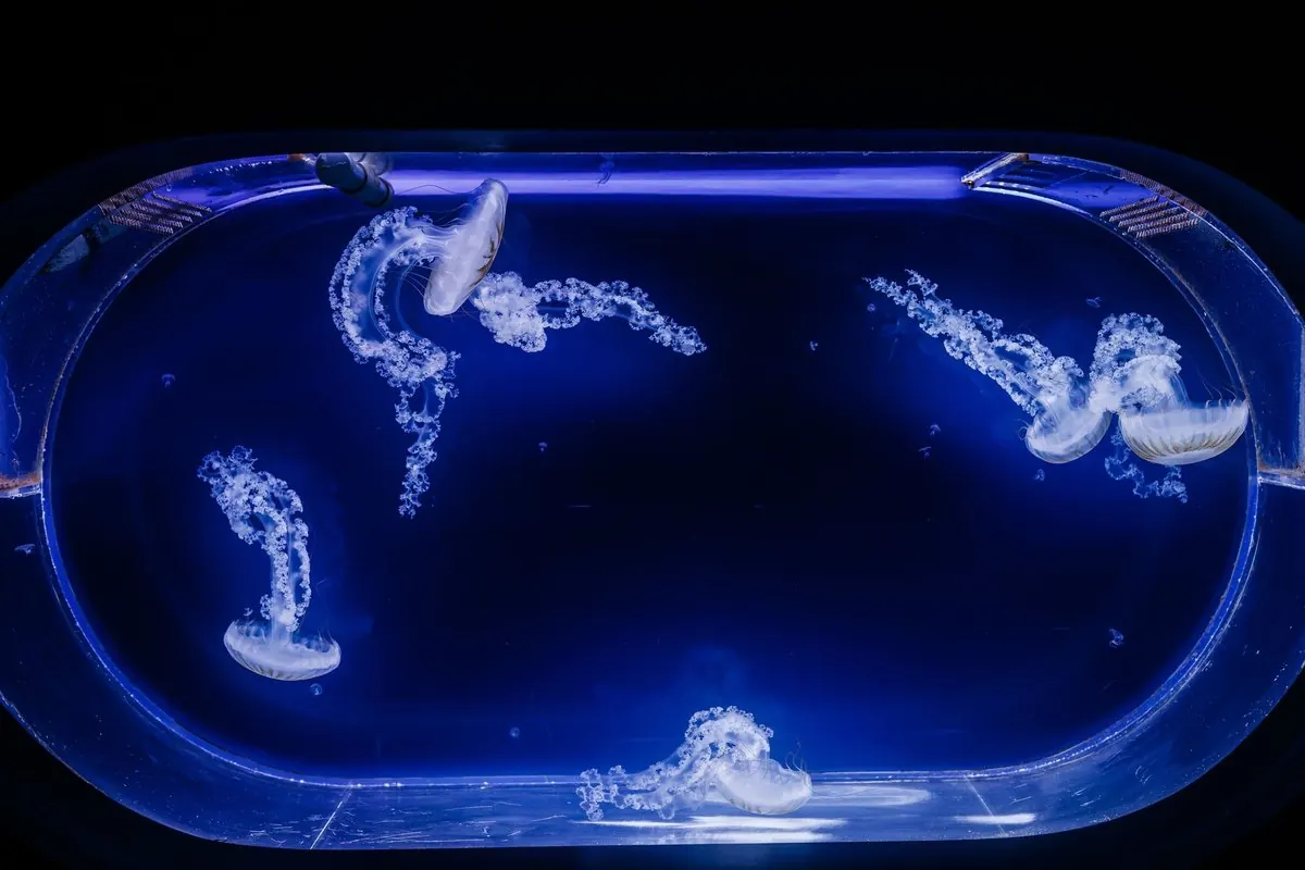 White jellyfish swimming in a blue-lit tank