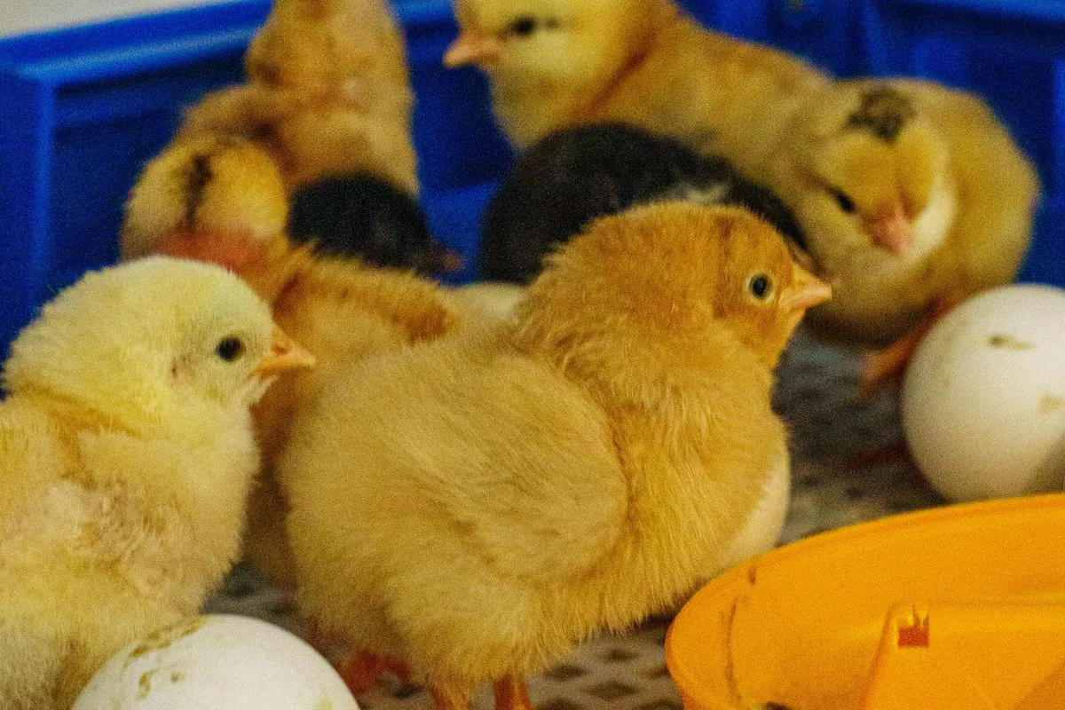 Gà con và trứng trong khay máy ấp