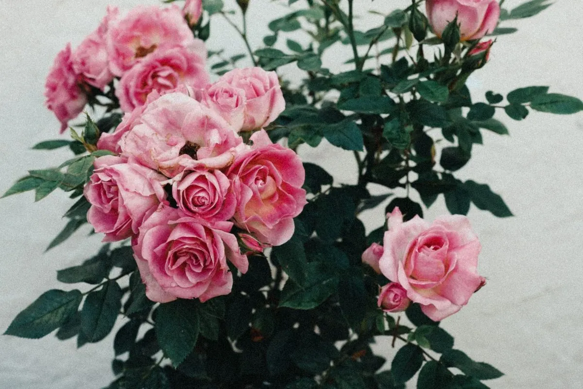 Potted rose plant with many pink blooms