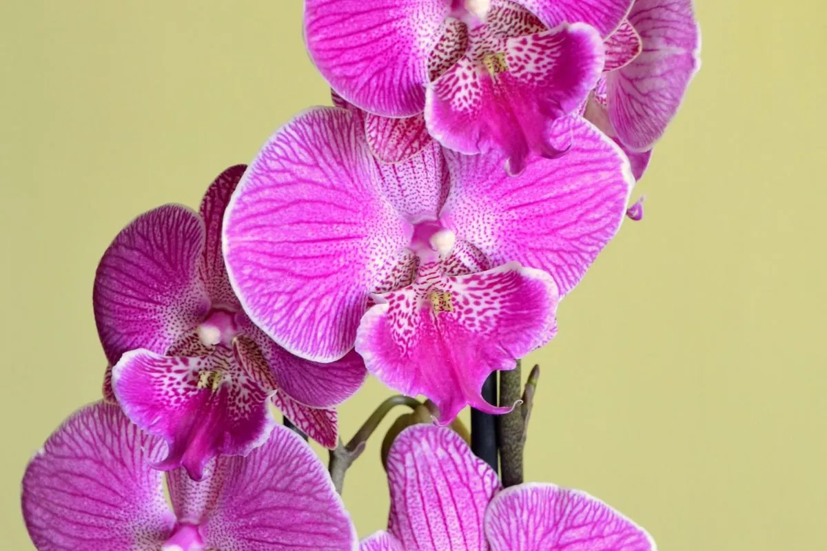 Cành hoa lan hồng tím nở thành chùm