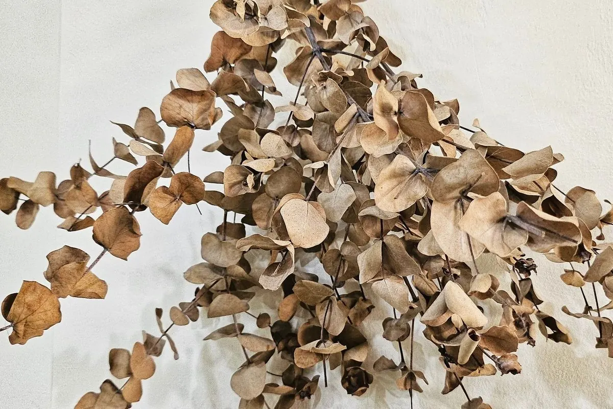 Bó cành khô treo trên tường trắng