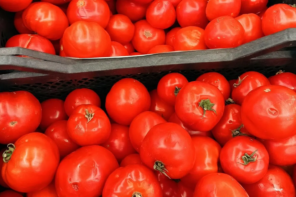 Fresh red tomatoes packed in market crates