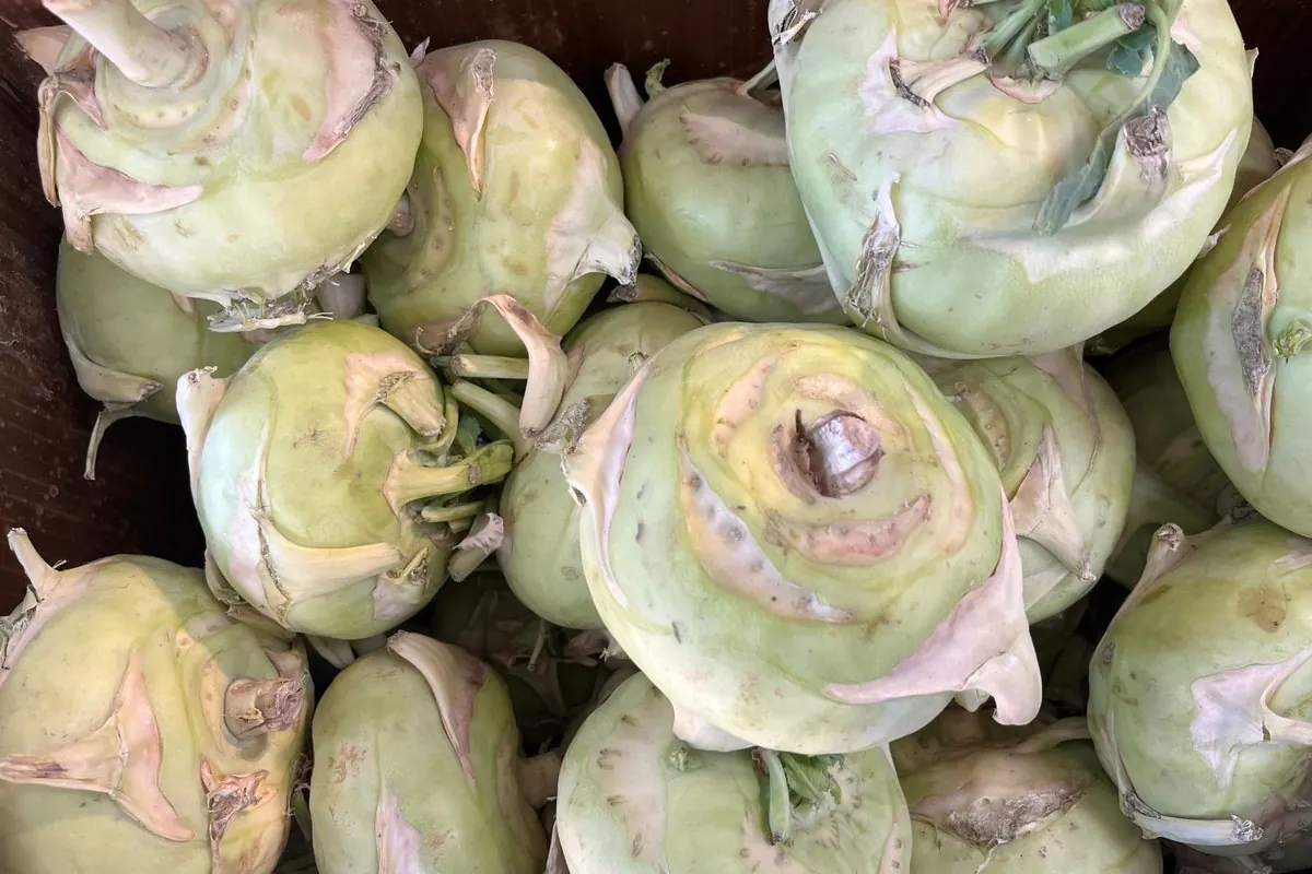 Fresh kohlrabi piled at a farmers market