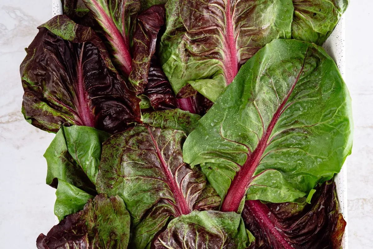 Red and green radicchio chicory leaves in a white tray