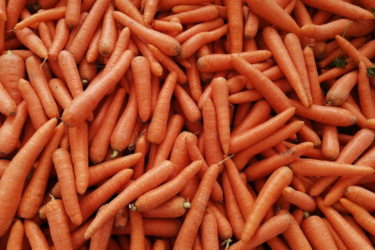 A heap of fresh orange carrots at a market