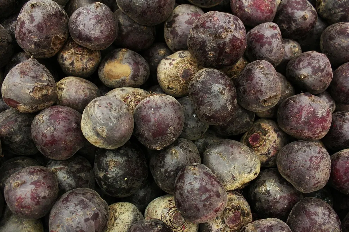 A pile of fresh purple beetroots for sale
