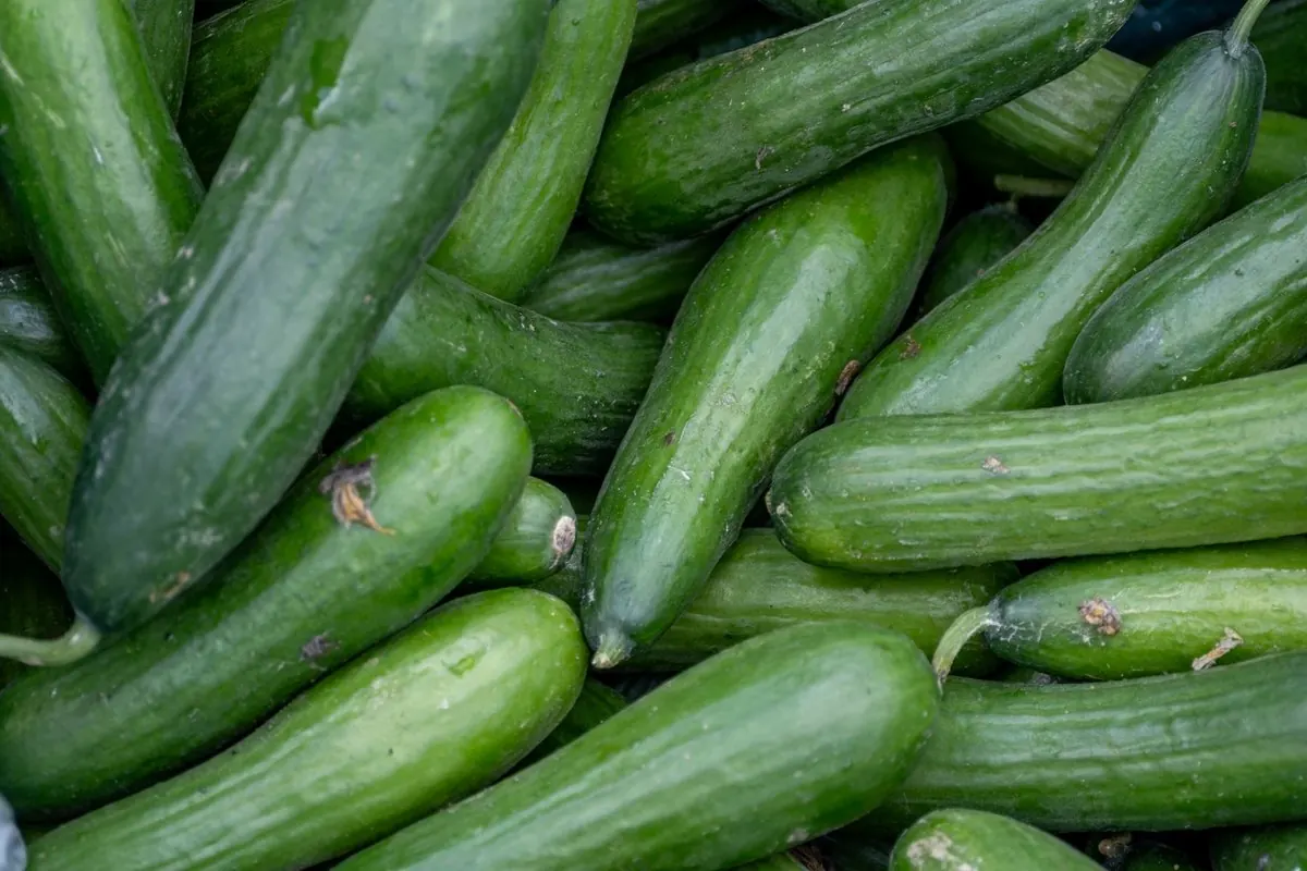 Fresh green cucumbers piled at a market stall