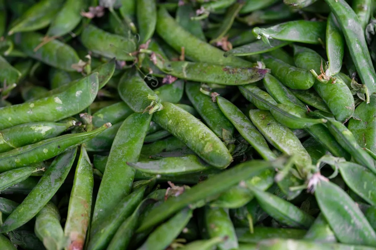 Fresh green pea pods just harvested