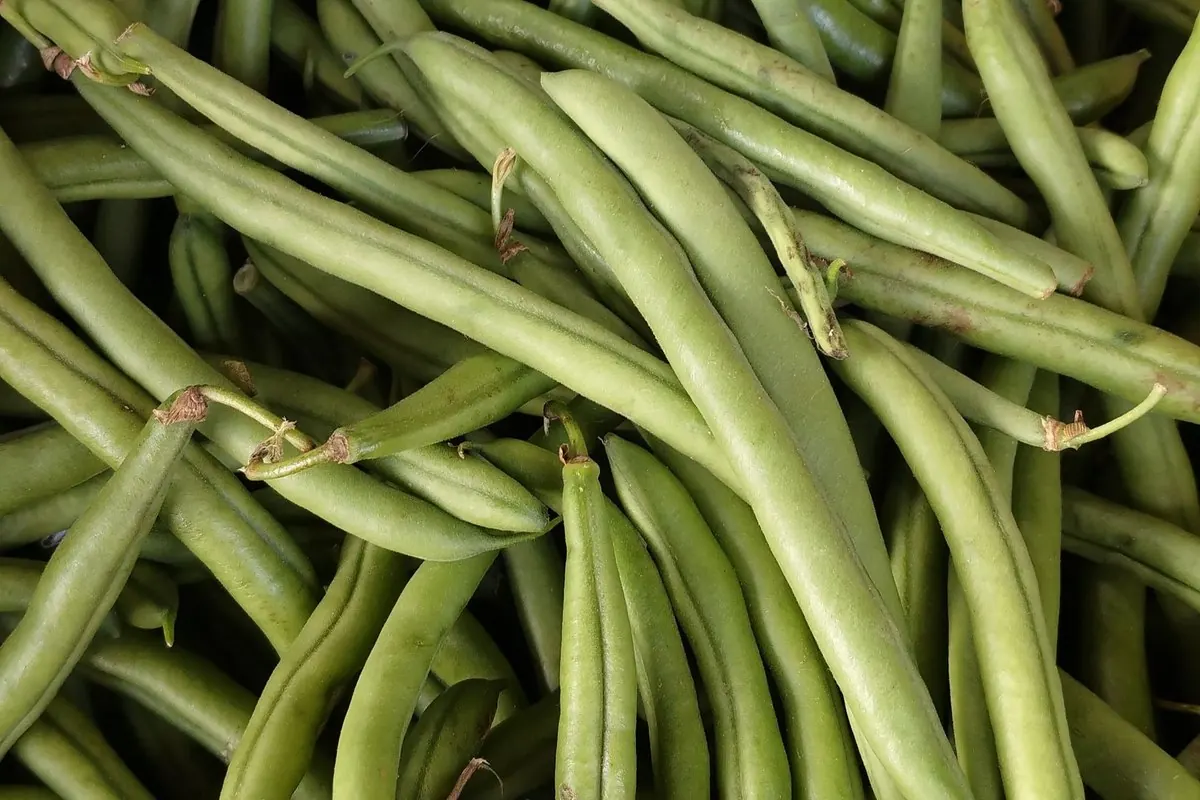 A pile of fresh green beans