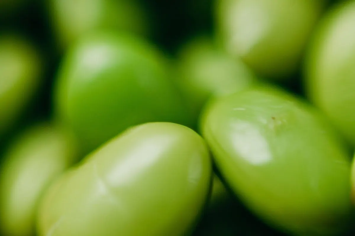 Close-up of fresh green edamame beans