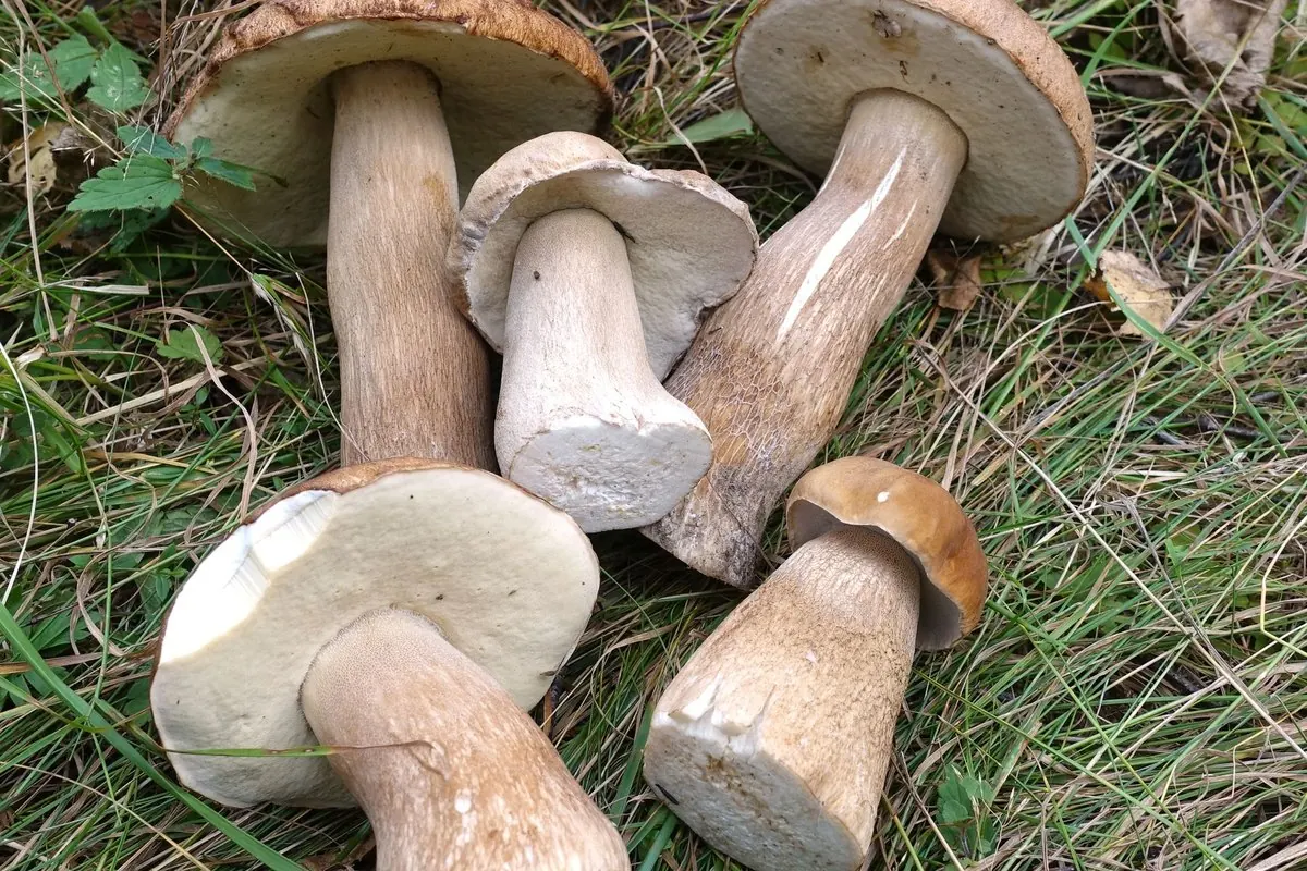 Freshly picked boletus mushrooms on grass