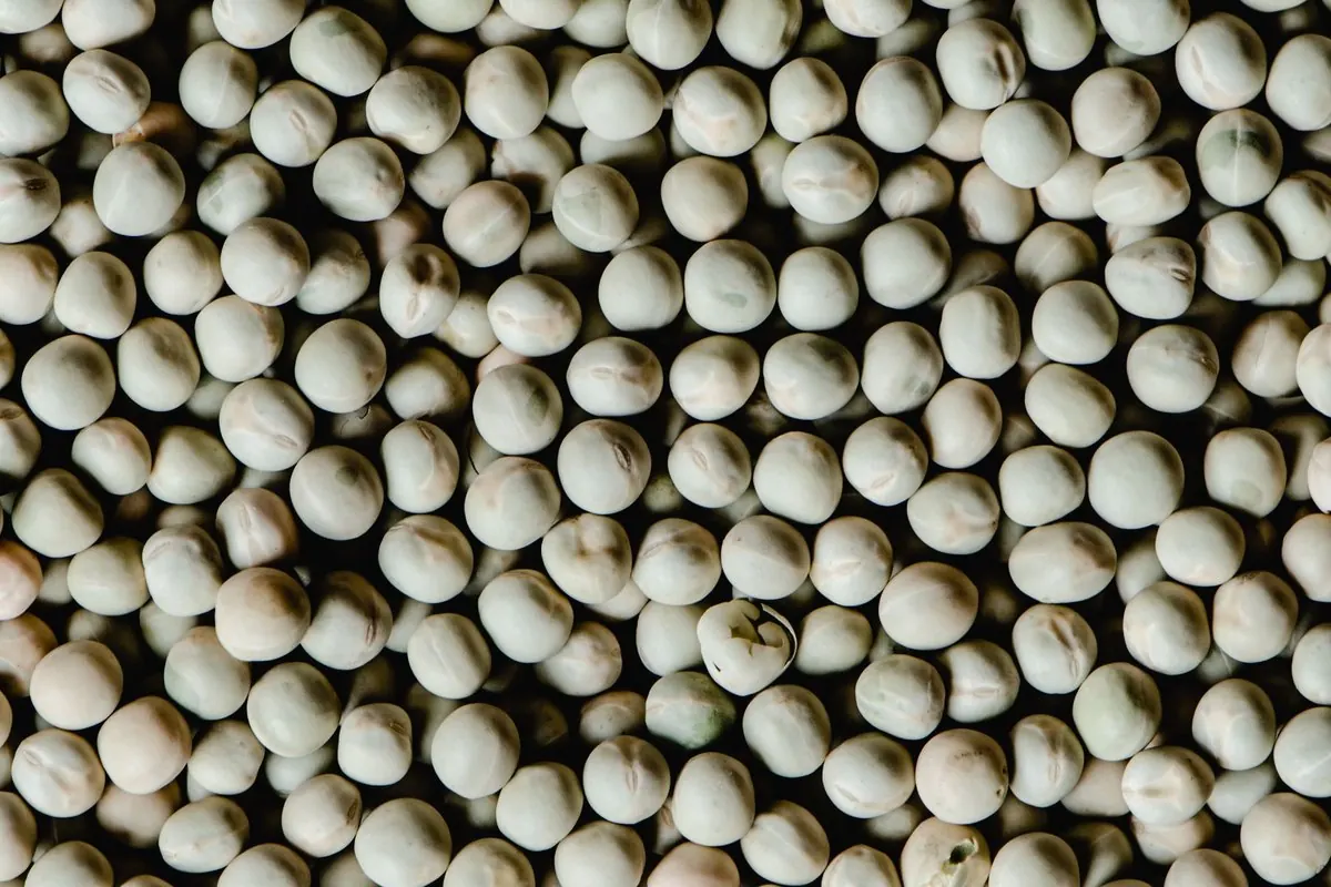 Dried whole peas in an ivory color