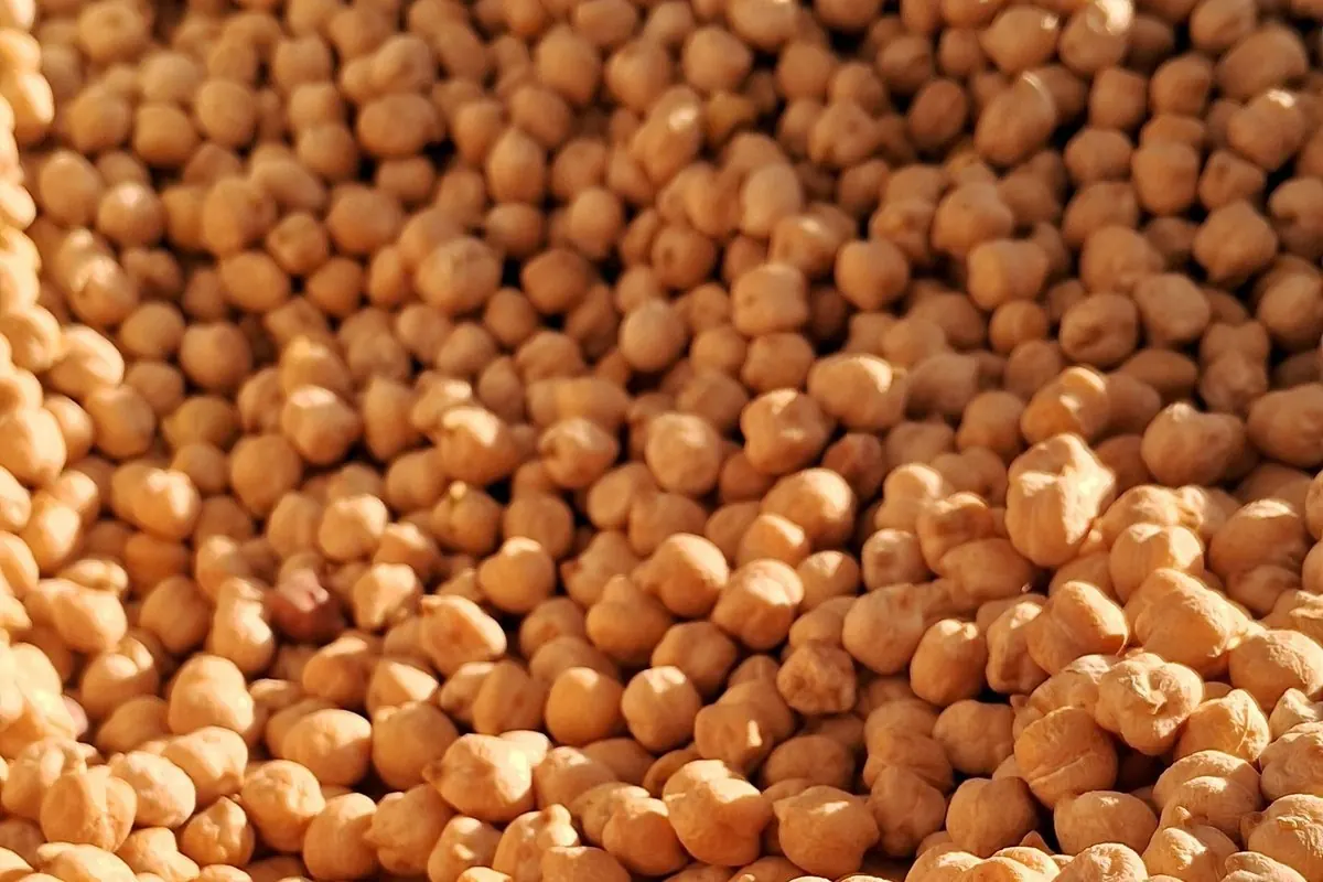 Dried chickpeas in a burlap sack