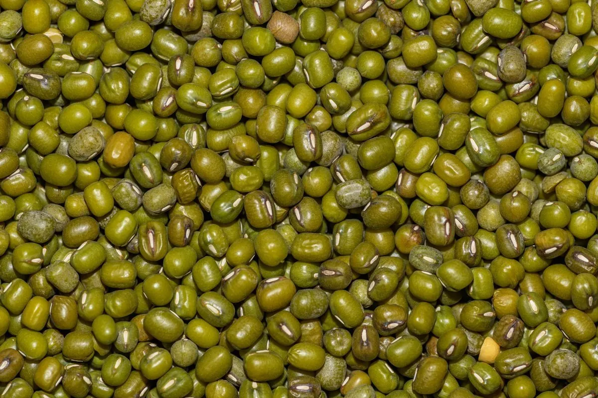 Close-up of dried mung beans