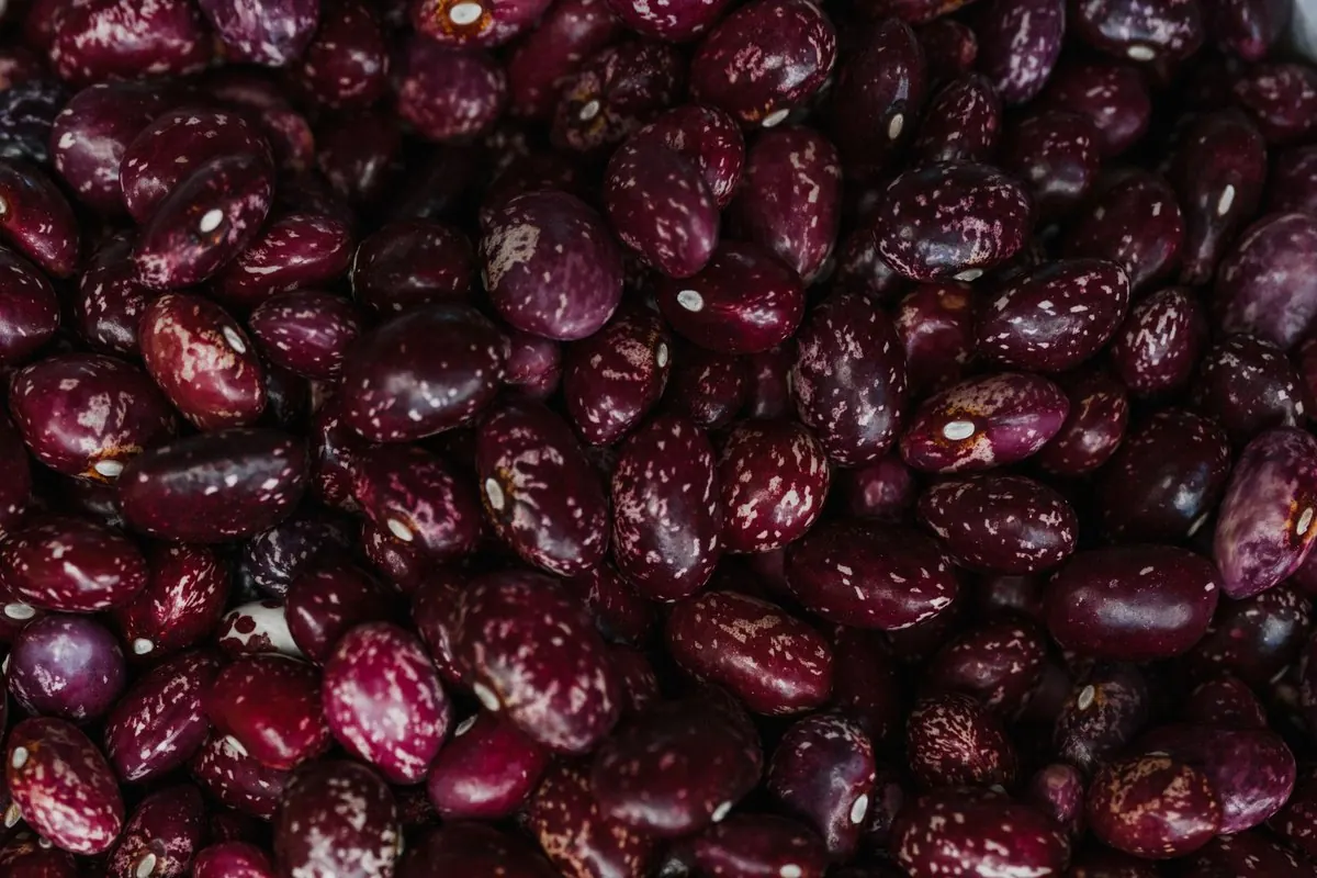 Close-up of dried speckled beans
