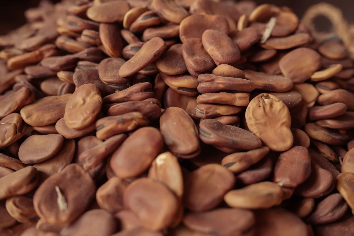 A pile of dried brown fava beans