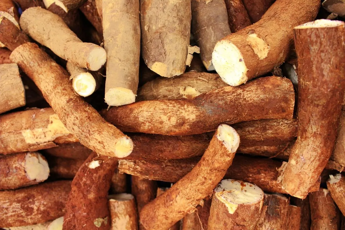 Đống củ sắn tươi vỏ nâu, vài củ bẻ đôi lộ ruột trắng